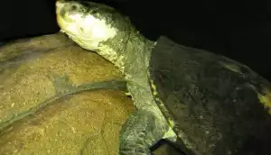 Elsey belogorlany, jedinečná želva schopná dýchat kořist, hrozí zmizení
